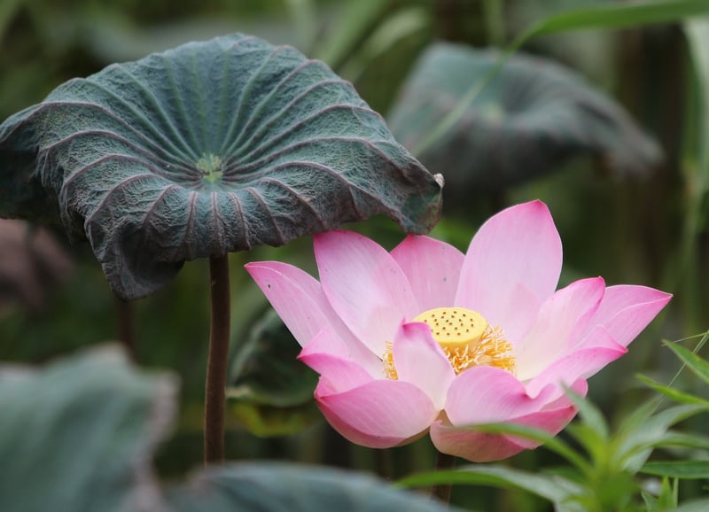 Loving-Kindness